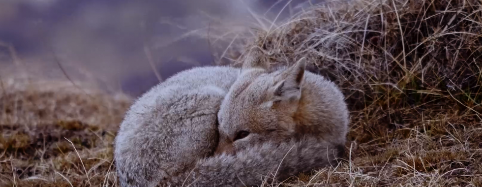 Al sur del invierno está la nieve - Documental