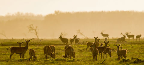 Kenmerkend voor de Oostvaardersplassen – naast de vele vogels - zijn de grote grazers. De kuddes edelherten, konikpaarden en heckrunderen zijn niet te missen op een wandeling door de vlaktes. Ze spelen een sleutelrol in de dynamiek van het gebied. Heckrunderen houden grazend het grasland in de Oostvaardersplassen open. De konikpaarden grazen het halfdroge landschap open, en de edelherten houden het struikgewas in toom.