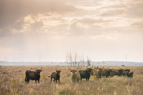Kenmerkend voor de Oostvaardersplassen – naast de vele vogels - zijn de grote grazers. De kuddes edelherten, konikpaarden en heckrunderen zijn niet te missen op een wandeling door de vlaktes. Ze spelen een sleutelrol in de dynamiek van het gebied. Heckrunderen houden grazend het grasland in de Oostvaardersplassen open. De konikpaarden grazen het halfdroge landschap open, en de edelherten houden het struikgewas in toom.