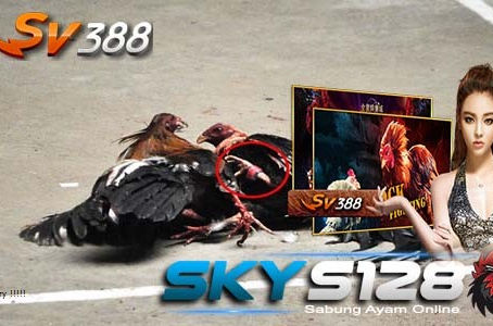 Agen SV388 Live Deposit Sabung Ayam 25 Ribu