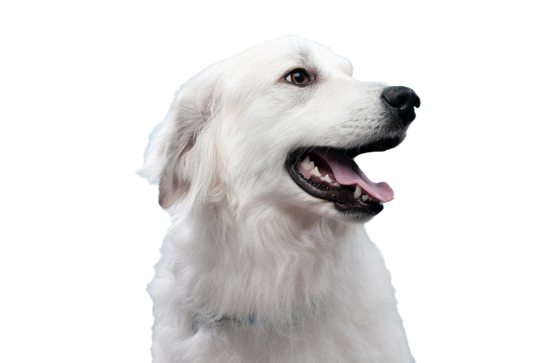 Smiling White Dog