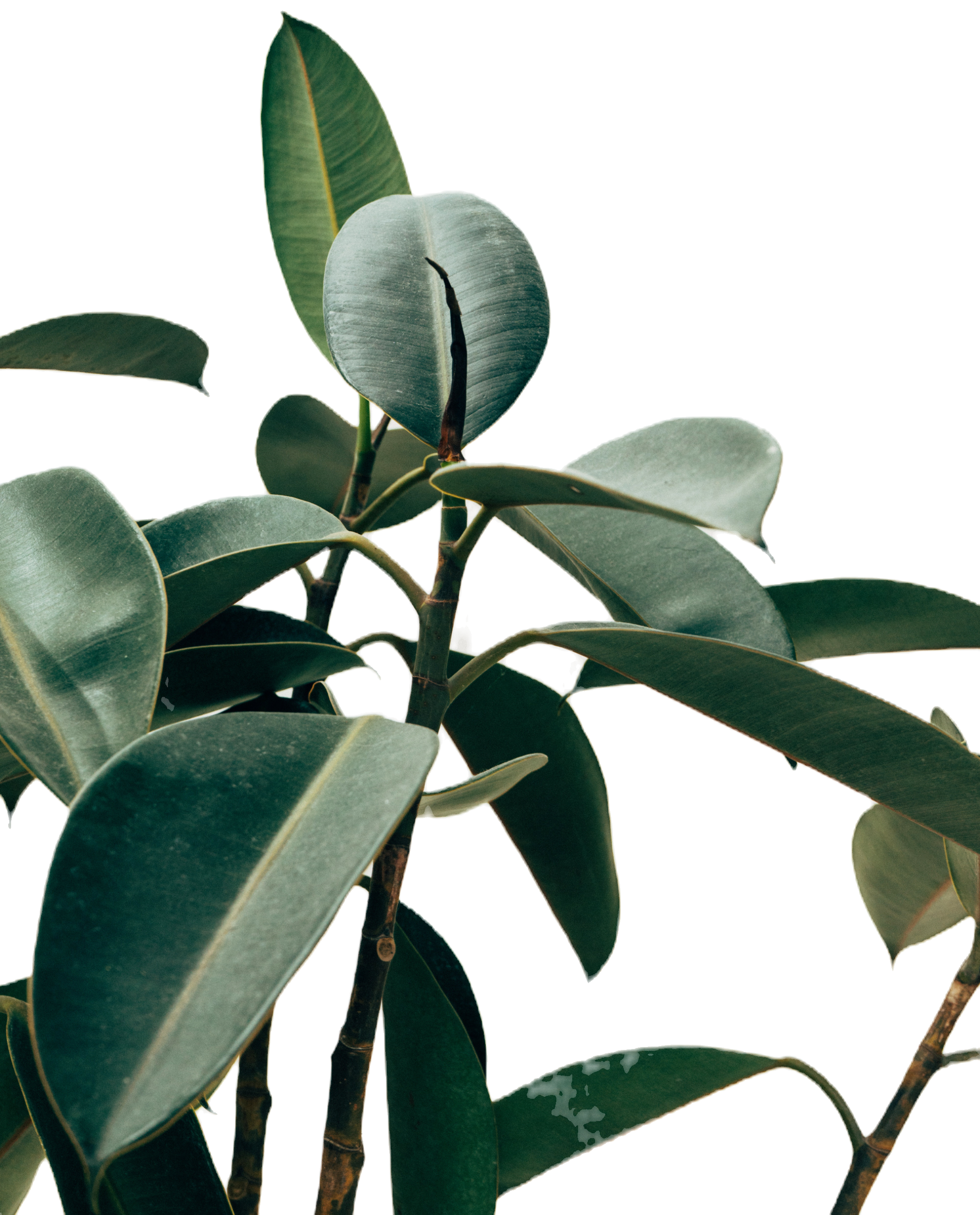 Green Foliage Closeup