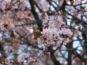 春の息吹　初桜🌼