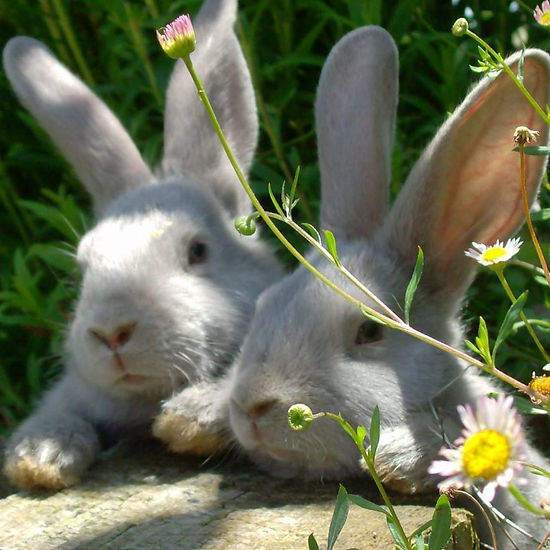 Young Lilacs.jpg