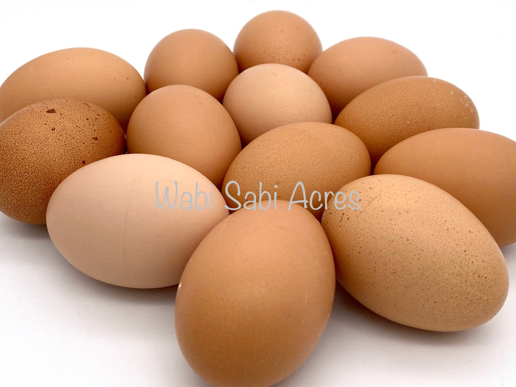 Bielefelder Hatching Eggs Wabi Sabi Acres