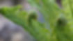 DSC07556.JPG