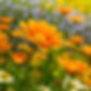 Firefly Nahaufnahme eines blumengarten, orange gelbe blumen 12638.jpg