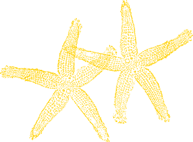 kisspng-starfish-computer-icons-clip-art