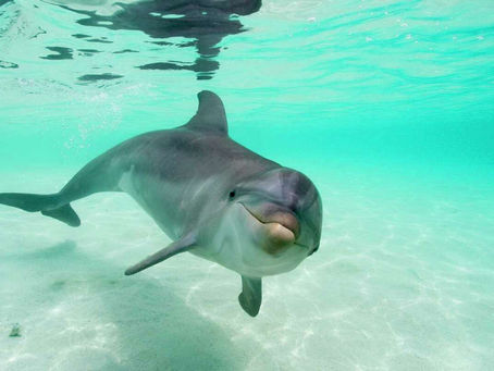 Swimming with Dolphins: A Dream Come True in San Blas