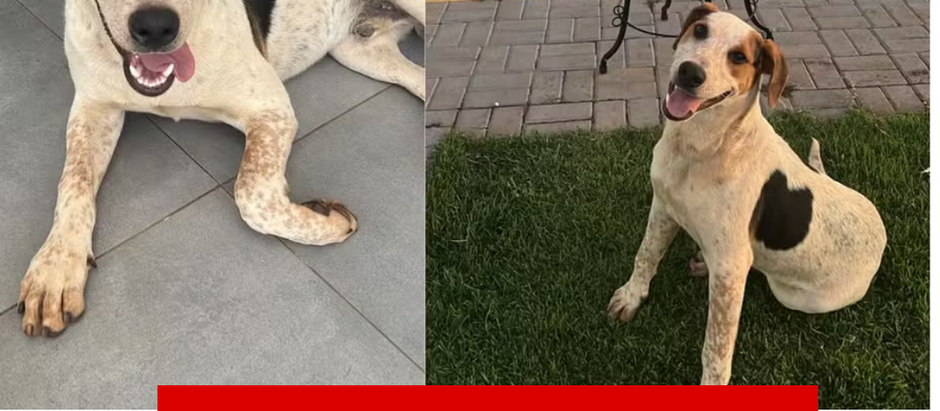 Cachorro comunitário morre após levar tiro e polícia tenta identificar atirador, no Paraná