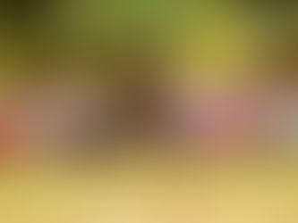 Proerd forma 193 crianças da rede pública municipal de ensino em Piên