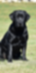 56BE9829-F9AC-495E-9536-15FDFD01A73D_edited_edited_edited_edited.png