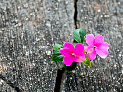 Resiliencia: el arte de mantenerse reconstruirse después de la adversidad