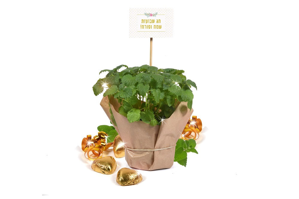 צמחי תבלין נהדרים לחג שבועות שמח! | nona