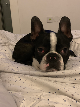 מאריק ברסטוביצקי