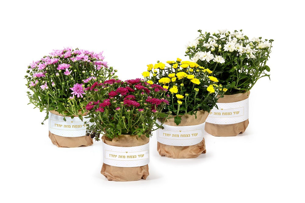 עוד נצמח מזה יחד! | nona