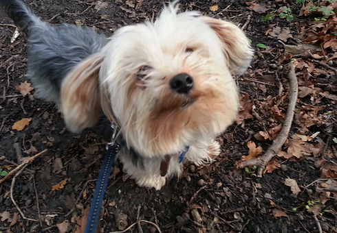 Cardiff Dog Sitting