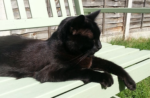 Cardiff Pet Sitting
