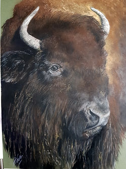 Portrait of a Bison