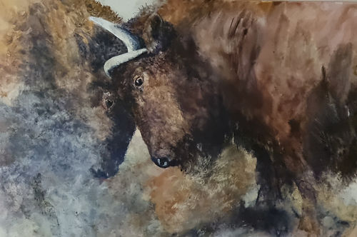 Spring Fever - Bisons Grip