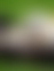 200+ Goats Join The Park Maintenance Team At Wascana Centre in Regina