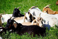 200+ Goats Join The Park Maintenance Team At Wascana Centre in Regina