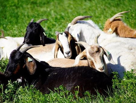 200+ Goats Join The Park Maintenance Team At Wascana Centre in Regina