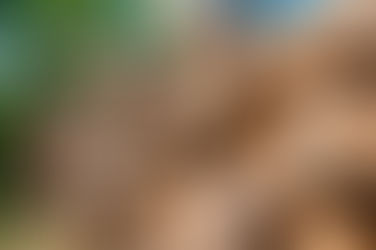 Government of Saskatchewan Welcomes Trade Decision on Softwood Lumber by USA