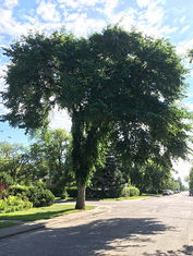 Elm Tree Pruning Ban Begins April 1