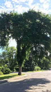 Elm Tree Pruning Ban Begins April 1