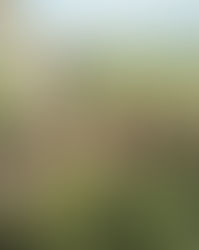 Grasslands National Park Burrowing Owls need your help!