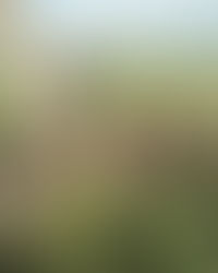 Grasslands National Park Burrowing Owls need your help!