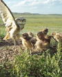 Grasslands National Park Burrowing Owls need your help!