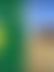 Saskatchewan Crop Report for August 12, 2021