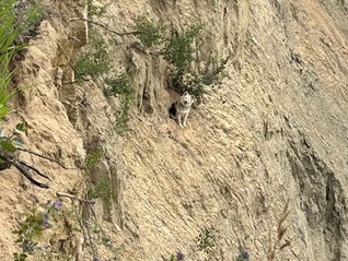 Nipawin Fire Department rescues Dog after falling off a cliff near North Saskatchewan River
