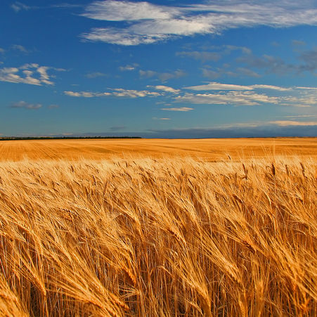 Crop Report for the Period August 1 to 7, 2017