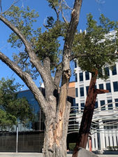 Oldest Tree in Regina's Victoria Park to Be Removed