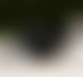 Horse-drawn wagon incident near Round Lake