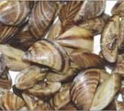No Invasive "Zebra" Mussels Detected In Saskatchewan Waters In 2018