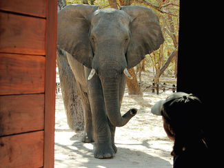elephant at door Gwango