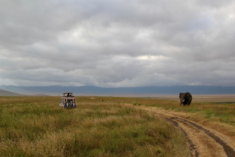Elephants Murchison Falls Safari