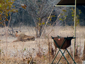 Lion in front of tent in Mana Pools