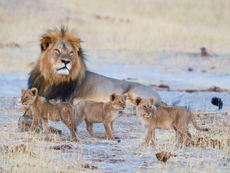 Cecil the Lion and Cubs