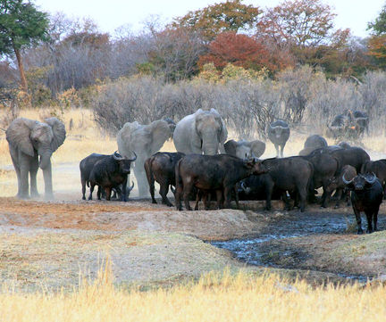 Elephant and Buffalo in Hwange