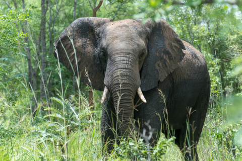 elephants eye