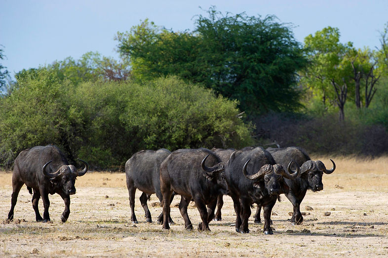 Buffalo Herd in Hwange