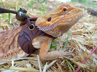 Leather Lizard Harnesses and Leashes