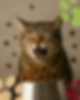 16.png