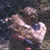 Thumbnail: Christian the Lion - Digital