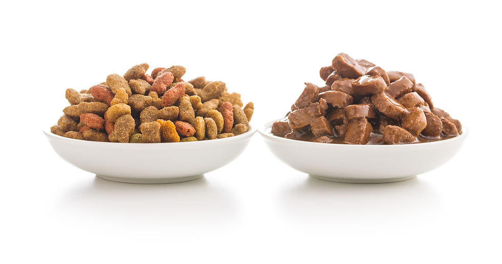 Meal for dog or cat. Canned meat with sauce and dry kibble food isolated on white backgrou